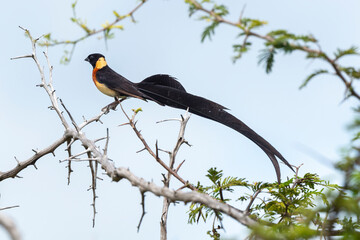 Veuve nigériane, Veuve nigérienne, Vidua interjecta,  Exclamatory Paradise Whydah