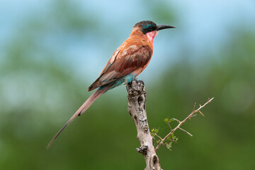 Guêpier carmin,.Merops nubicoides, Southern Carmine Bee eater