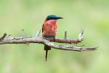 Guêpier carmin,.Merops nubicoides, Southern Carmine Bee eater