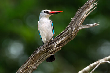 Martin chasseur du Sénégal,.Halcyon senegalensis, Woodland Kingfisher