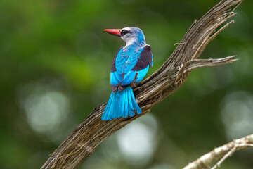 Martin chasseur du Sénégal,.Halcyon senegalensis, Woodland Kingfisher