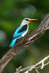 Martin chasseur du Sénégal,.Halcyon senegalensis, Woodland Kingfisher