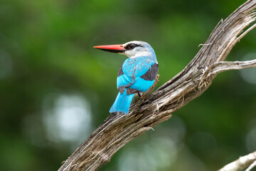 Martin chasseur du Sénégal,.Halcyon senegalensis, Woodland Kingfisher