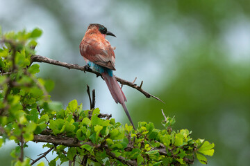 Guêpier carmin,.Merops nubicoides, Southern Carmine Bee eater