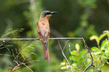 Guêpier carmin,.Merops nubicoides, Southern Carmine Bee eater