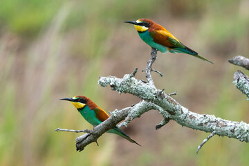Guêpier d'Europe,.Merops apiaster, European Bee eater