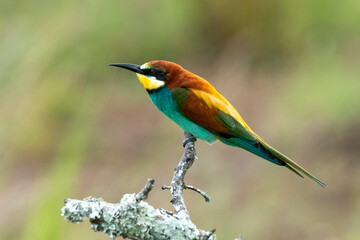 Guêpier d'Europe,.Merops apiaster, European Bee eater