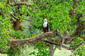 Pygargue vocifère, .Haliaeetus vocifer , African Fish Eagle, Parc national Kruger, Afrique du Sud