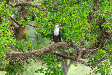 Pygargue vocifère, .Haliaeetus vocifer , African Fish Eagle, Parc national Kruger, Afrique du Sud