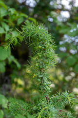 Genévrier commun, Juniperus communis