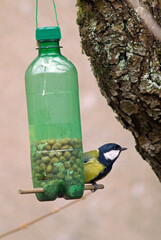 Mésange charbonnière,.Parus major, Great Tit, mangeoire