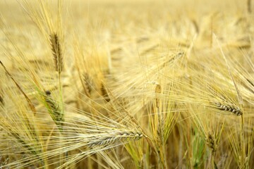 Ripe golden wheat in organic farm ready for harvest