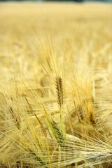 Ripe golden wheat in organic farm ready for harvest