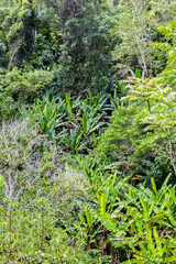 Tropical forest background, tropical nature, outdoor day light