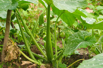 pumpkin plant, stems, leaves, close up