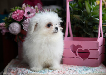 A small white fluffy puppy sits next to flowers and a pink basket with hearts