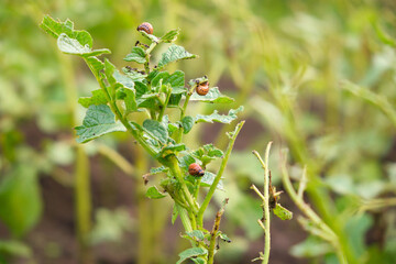 potato plant eaten by Colorado potato beetle