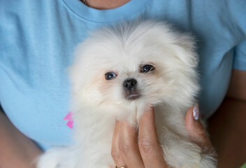 A small white fluffy puppy in his hands on a blue background