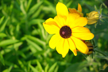 rudbeckus yellow, a flower bed in the garden in the evening