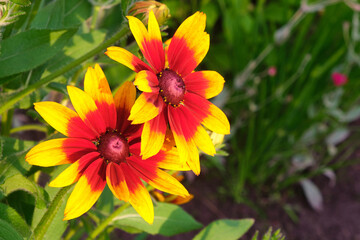 rudbeckus yellow and red macro in the garden