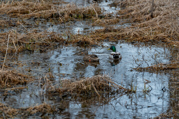 A Pair Of Mallards Feeding On A Small Creek In Spring