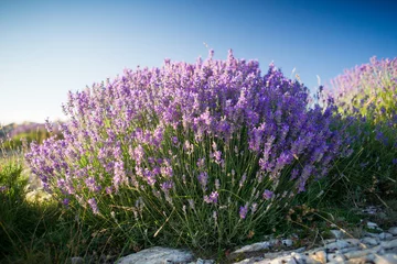 Keuken spatwand met foto True lavender (lavandula angustifolia) in provence © jlf46