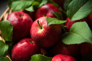 Freshly harvested red apples in vintage basket. Selective focus. Shallow depth of field.