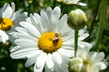 White daisies bloom in the garden, Flowers with insects