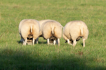 Cute sheep grazing in the shade seen from behind in fresh spring green meadow in the sun