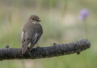 Female European Pied Flycatcher on the branch

