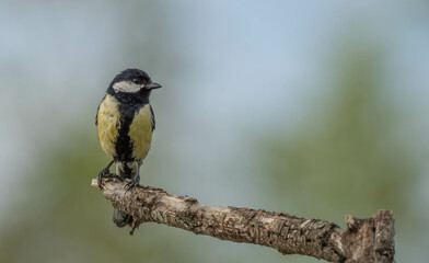 great tit on the branch