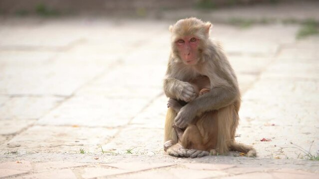4K Mother monkey sitting on bare ground protecting and nurturing its cub. Monkey picking up bits of food from ground in human-like motions with hands. Pashupatinath Temple, Kathmandu, Nepal.