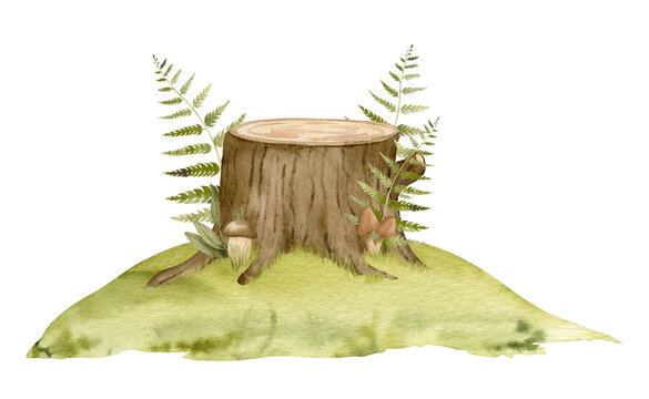 Mossy Stump with green Fern. Watercolor hand drawn illustration of forest environment isolated on white background. Drawing of Woodland with mushrooms and green plants on a lawn. Sketch of landscape.