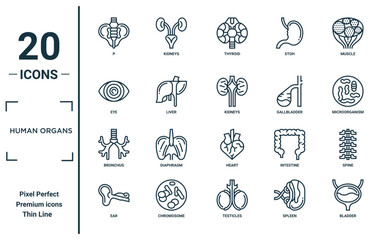 human organs linear icon set. includes thin line p, eye, bronchus, ear, bladder, kidneys, spine icons for report, presentation, diagram, web design