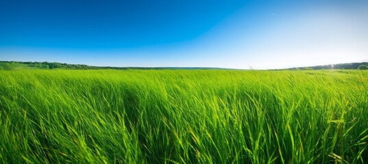 Fototapeta premium Nature green grass field landscape background. Generative AI technology.