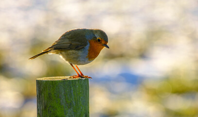 Winter Robin 4