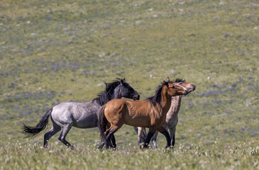 Fototapeta premium Wild Horses in the Pryor Mountains Montana in Summer