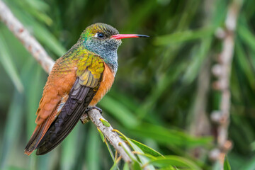 hummingbird on a branch