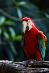 Close up haed the red macaw parrot bird in forest