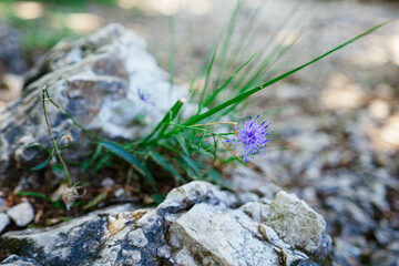 Mountain flower