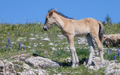 Cute Wild Horse Foal in Summer in the Pryor Mountains Montana