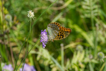 Silver-washed Fritillary butterfly (Argynnis paphia) sitting on a small scabious in Zurich, Switzerland