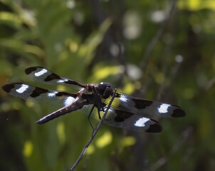 Closeup of a male Twelve-Spotted Skimmer (Libellula pulchella)