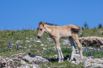 Cute Wild Horse Foal in Summer in the Pryor Mountains Montana