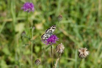 Marbled White (Melanargia galathea) butterfly sitting on a pink scabiosa in Zurich, Switzerland