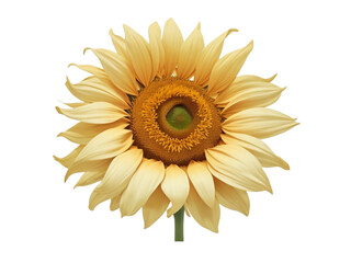 Fototapeta premium sunflower