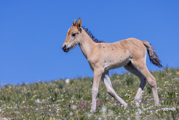 Cute Wild Horse Foal in Summer in the Pryor Mountains Montana