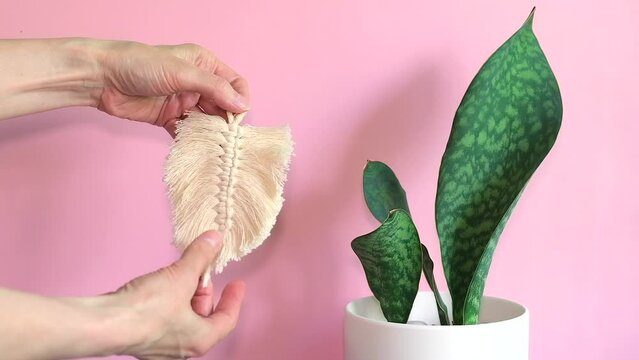 Woman holds decorative ornaments for plants in her hand. Macrame leaves for indoor plants. Concept of home decoration, hobby, love for plants. Footage, film, moving image, fhd