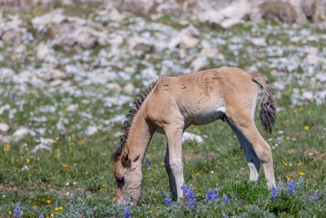 Fototapeta premium Cute Wild Horse Foal in Summer in the Pryor Mountains Montana