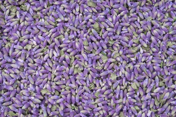 Lavender flowers closeup background or backdrop